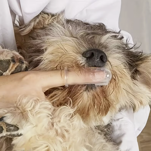 Pet Toothbrush